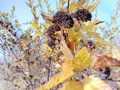 Physocarpus capitatus