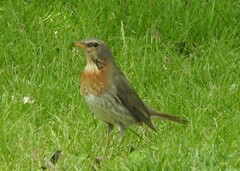 Turdus ruficollis