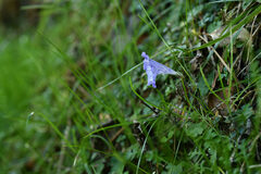Strobilanthes rankanensis