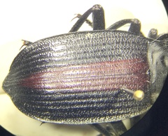 Eleodes suturalis
