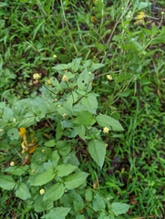 Acmella brachyglossa