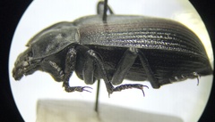 Eleodes suturalis