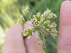 Cordylogyne globosa