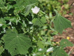Pavonia columella
