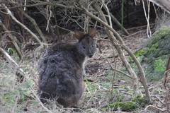 Thylogale billardierii