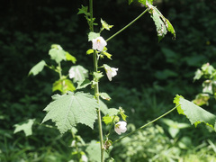 Pavonia columella