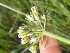 Cordylogyne globosa
