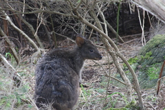 Thylogale billardierii