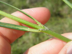 Cordylogyne globosa
