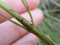 Cordylogyne globosa
