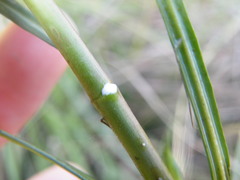Cordylogyne globosa