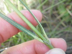 Cordylogyne globosa
