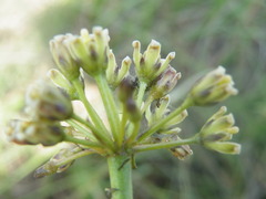 Cordylogyne globosa