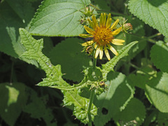 Berkheya erysithales
