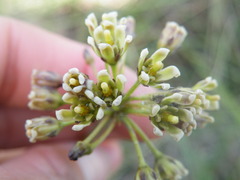 Cordylogyne globosa