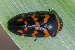 Cosmoscarta dimidiata