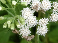 Petrophila fulicalis