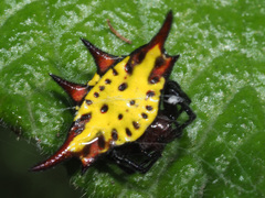 Gasteracantha versicolor