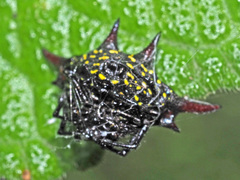 Gasteracantha versicolor