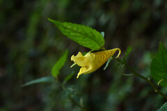 Impatiens tayemonii