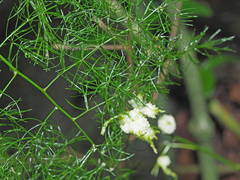 Asparagus setaceus