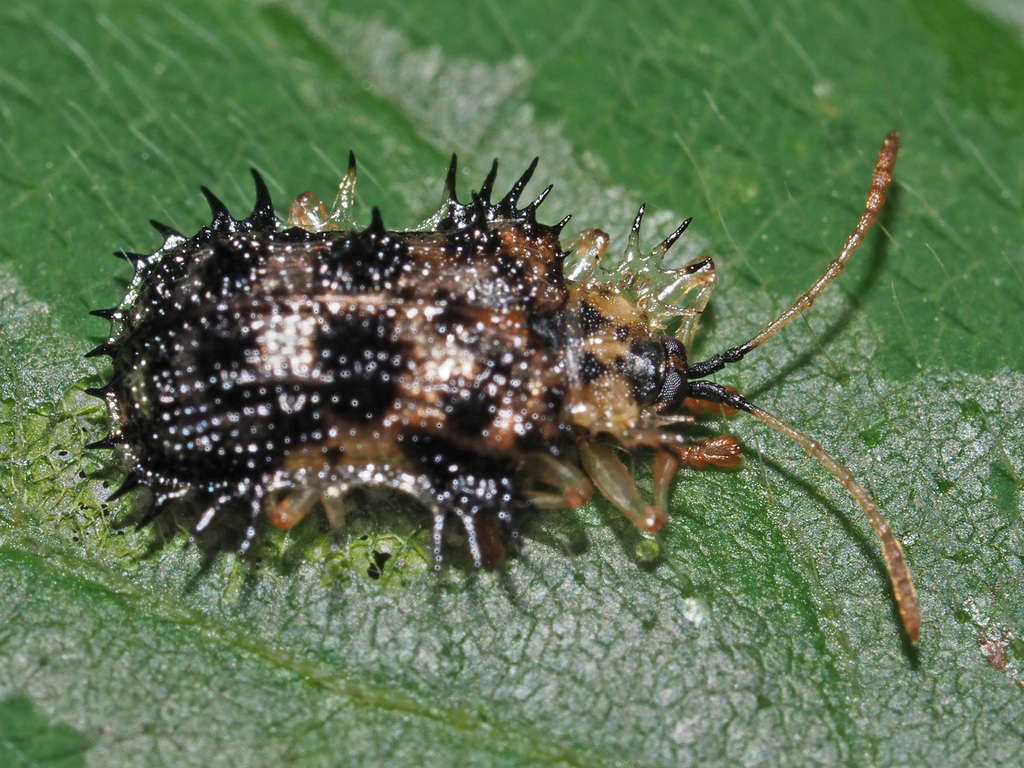 Platypria coronata