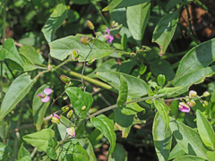 Polygala macowaniana