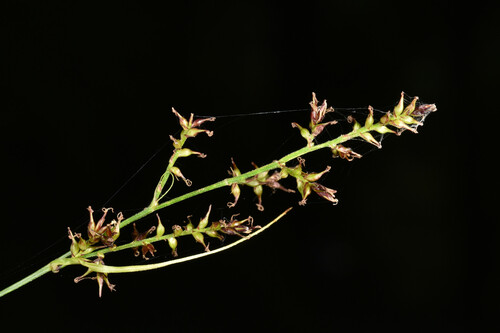 Carex filicina Nees