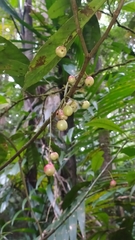 Chrysochlamys membranacea