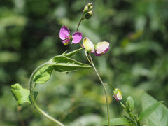 Polygala macowaniana
