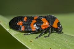 Cosmoscarta dimidiata