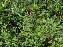 Polygala macowaniana