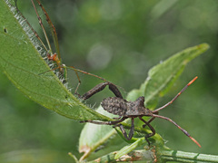 Elasmopoda alata