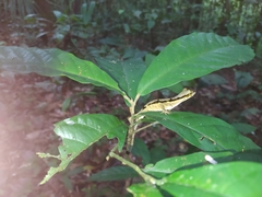 Anolis chrysolepis