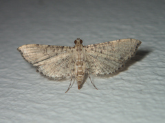 Massepha