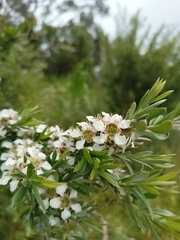 Leptospermum lanigerum