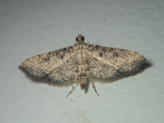 Massepha