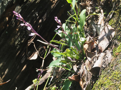 Stenoglottis fimbriata