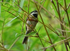 Aegithalos concinnus