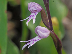 Stenoglottis fimbriata