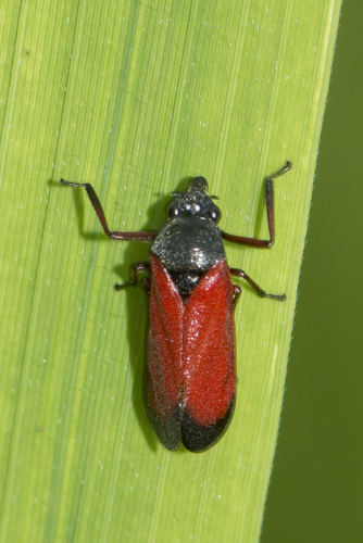 Abidama producta