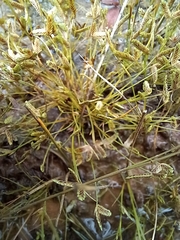Cyperus sanguinolentus