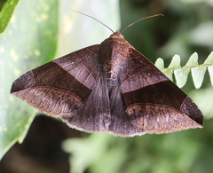 Bastilla maturata