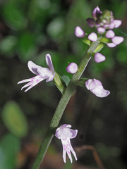 Stenoglottis fimbriata