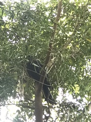 Zanda funerea funerea