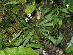 Stenoglottis fimbriata