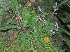 Stenoglottis fimbriata