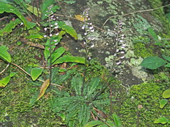 Stenoglottis fimbriata