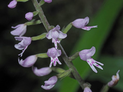 Stenoglottis fimbriata