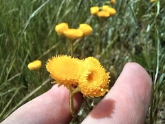 Chrysocephalum apiculatum